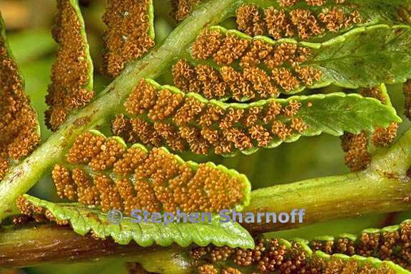 todea barbara f graphic